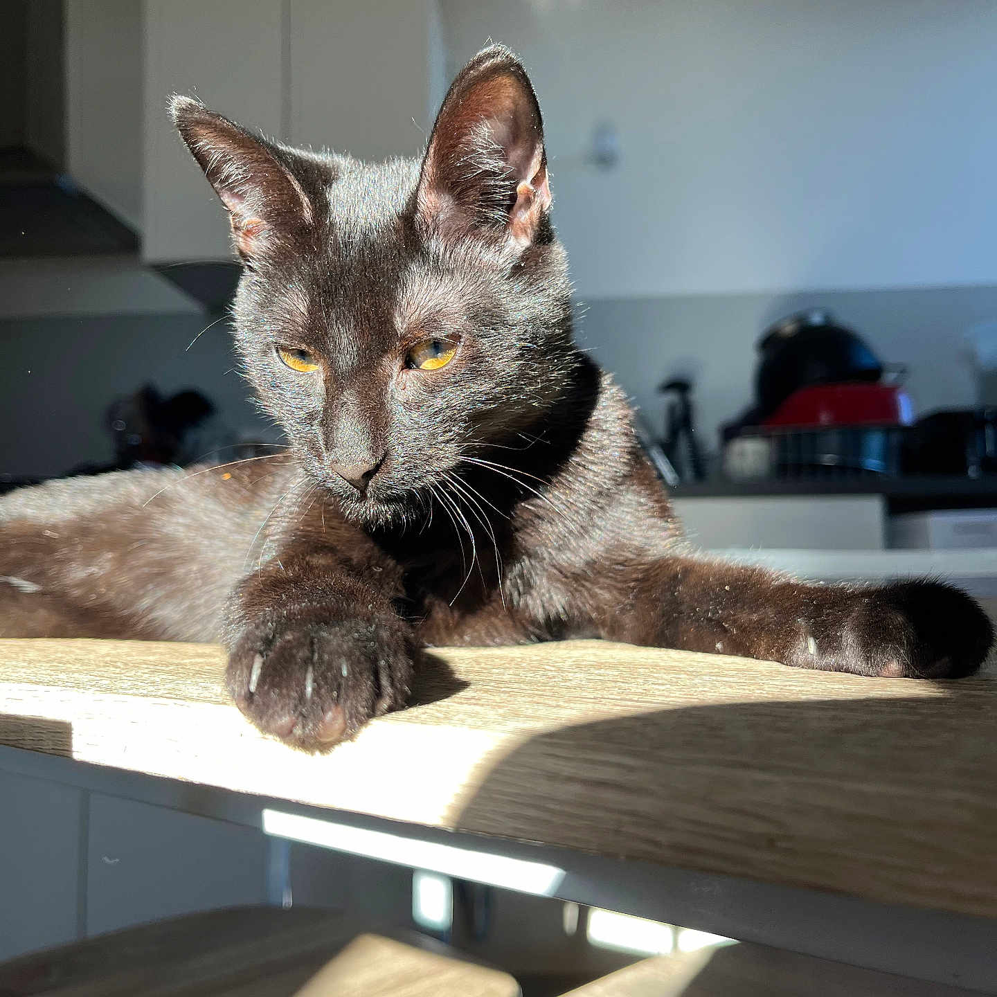 Moon participe au concours pour gagner de l'argent avec cette photo : cat, black_cat, animal, pet, feline, indoor, sunlight, table, wood, kitchen, relaxing, yellow_eyes, fur, whiskers, paw, shadow, domestic, mammal, cute, resting