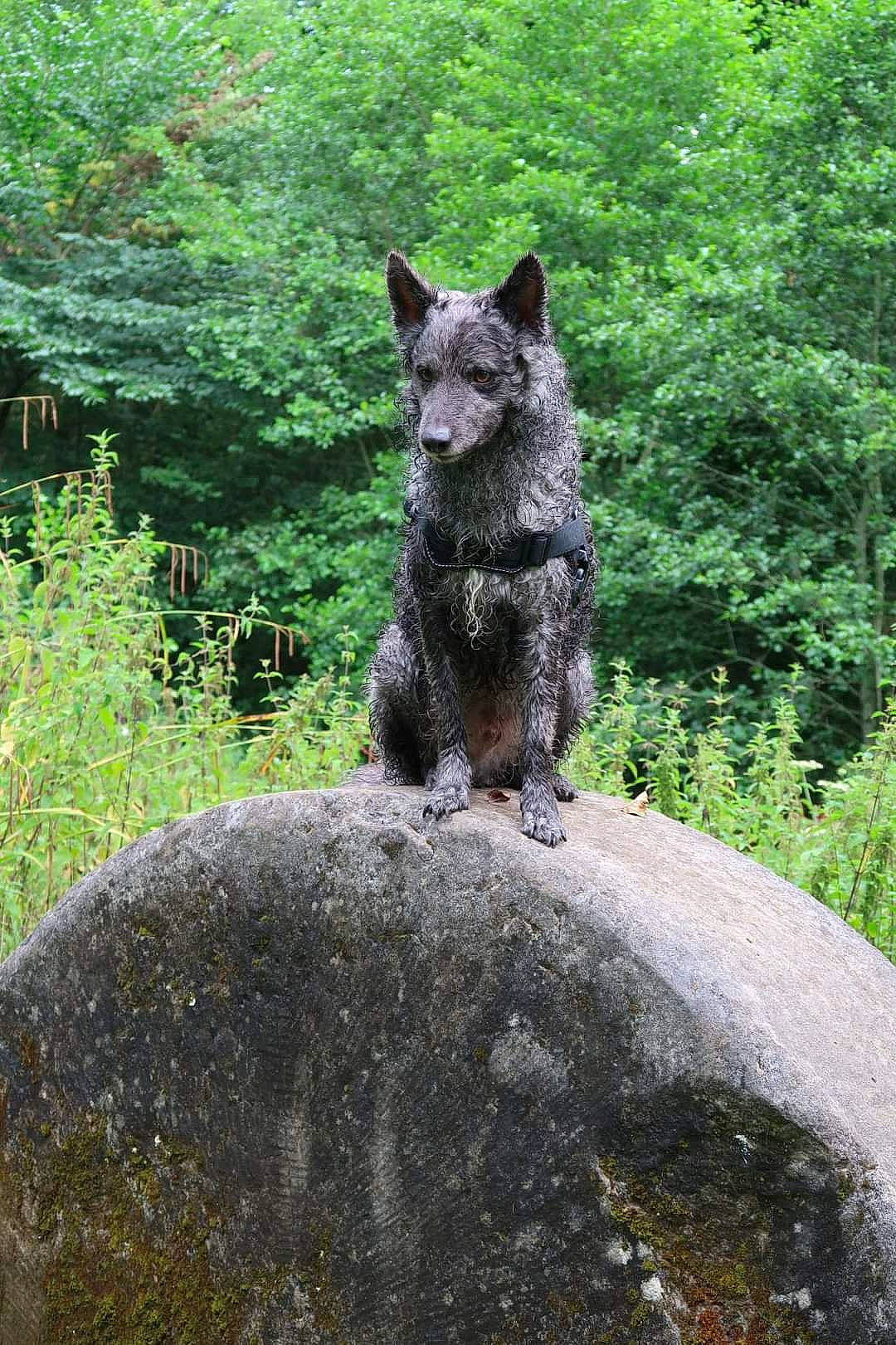 Abel is registered to the contest to win money with this photo: art, bedrock, canidae, carnivore, dog, dog_breed, grass, groundcover, landscape, outcrop, plant, rock, sculpture, snout, sporting_group, terrestrial_animal, tree, trunk, wildlife, wood