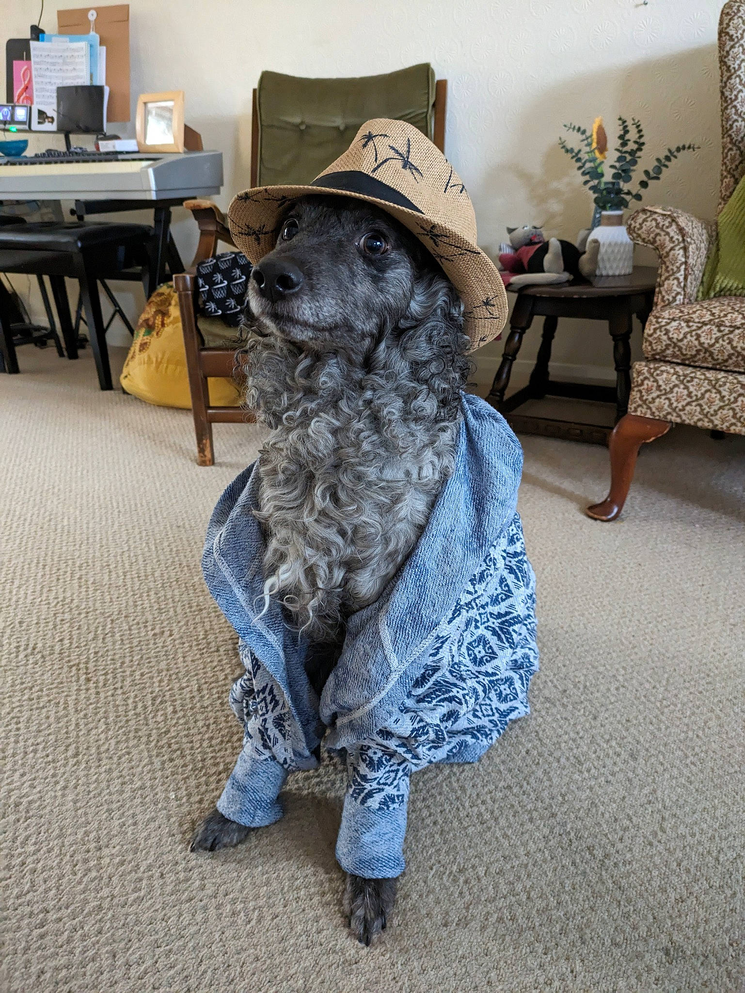 Abel is registered to the contest to win money with this photo: art, beard, chair, companion_dog, dog_breed, flooring, flowerpot, fur, furniture, grey, hardwood, hat, houseplant, living_room, mammal, picture_frame, sporting_group, sun_hat, table, wood