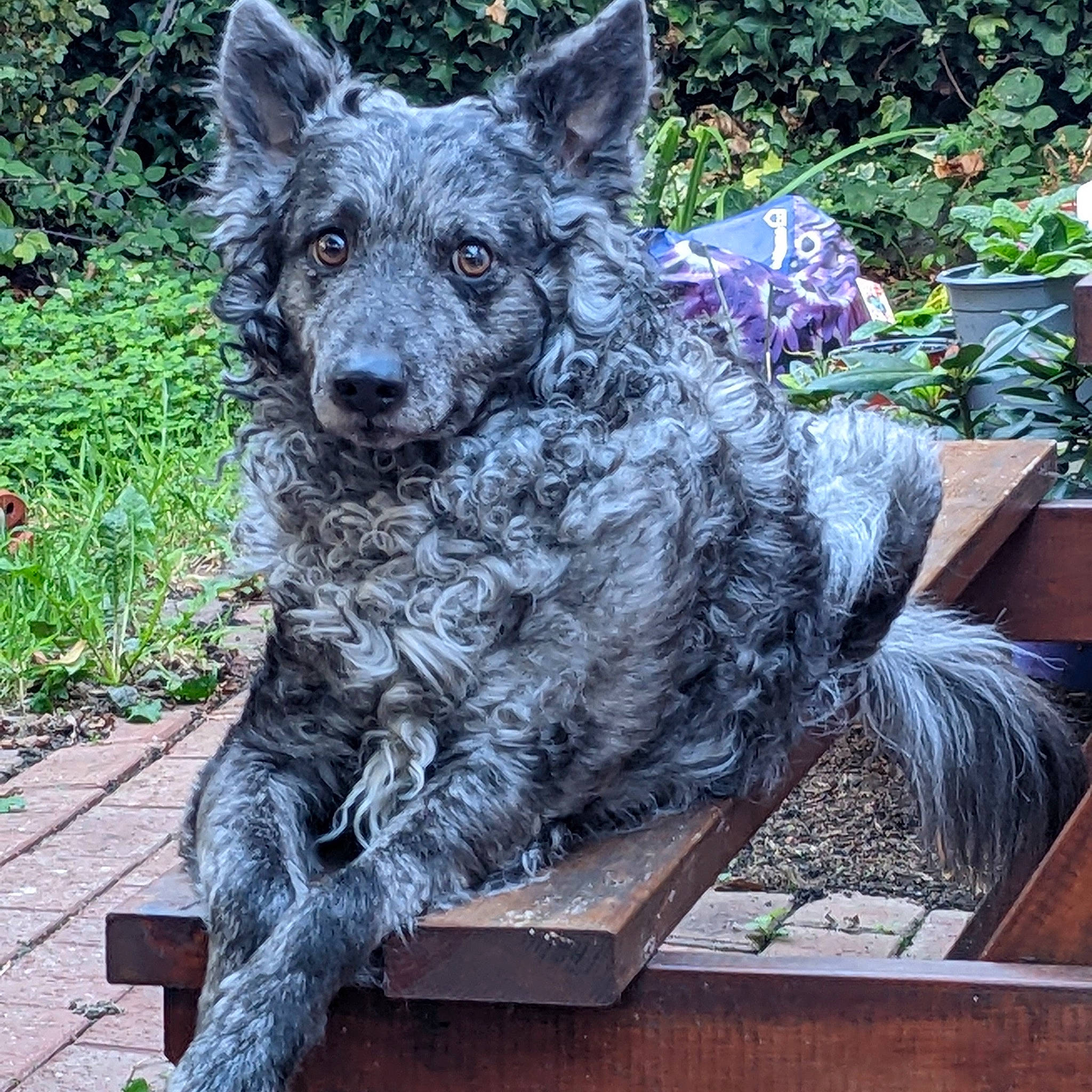 Abel joined the competition — help win amazing prizes! art, australian_stumpy_tail_cattle_dog, canidae, canis, carnivore, companion_dog, dog, dog_breed, fur, garden, grass, groundcover, herding_dog, plant, sculpture, snout, sporting_group, terrestrial_animal, water_dog, working_animal