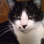 Rosebud is registered to the contest to win money with this photo: animal, black_and_white, black_spot, calm, cat, close_up, curious, ears, face, feline, fur, green_eyes, indoor, mammal, nose, pet, portrait, whiskers, wood_background