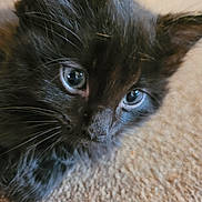 Boobear is registered to the contest to win money with this photo: kitten, cat, closeup, blue_eyes, black_fur, fluffy, pet, animal, carpet, indoor, cute, whiskers, young, feline, curious, soft_light, portrait, lying_down, domestic_cat, close_up