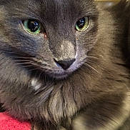 Bebop is registered to the contest to win money with this photo: animal, calm, cat, close_up, cute, domestic_animal, face, feline, fluffy_fur, green_eyes, grey_cat, indoor, nose, pet, portrait, red_surface, resting, sleepy, soft_texture, whiskers