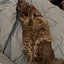Tom is registered to the contest to win money with this photo: animal, bed, blanket, cat, comforter, cozy, cute, domestic, feline, fluffy, fur, gray, indoor, naptime, paws, pet, relaxed, resting, sleeping, soft