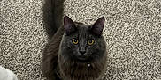 Tom is registered to the contest to win money with this photo: animal, carpet, cat, cord, curious, domestic_cat, feline, floor, fluffy, gray_cat, household, indoor, looking_up, pet_toy, playful, sitting, tail, toy_mouse, whiskers, yellow_eyes