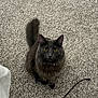animal, carpet, cat, cord, curious, domestic_cat, feline, floor, fluffy, gray_cat, household, indoor, looking_up, pet_toy, playful, sitting, tail, toy_mouse, whiskers, yellow_eyes