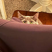 Tom joined the competition — help win amazing prizes! alert, animal, carpet, cat, chair, closeup, cozy, curious, ears, feline, floor, foot, hiding, home, indoor, peeking, pet, purple_chair, wooden_table, yellow_eyes