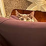 alert, animal, carpet, cat, chair, closeup, cozy, curious, ears, feline, floor, foot, hiding, home, indoor, peeking, pet, purple_chair, wooden_table, yellow_eyes