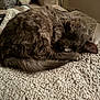 Tom is registered to the contest to win money with this photo: animal, blanket, cat, comfort, couch, cozy, curled_up, cushion, feline, fur, furry, gray_cat, home, indoor, pet, quiet, relaxed, resting, sleeping, soft
