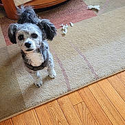 Maxwell is registered to the contest to win money with this photo: dog, small_dog, curly_ears, indoor, rug, wooden_floor, table, books, bowl, scattered_paper, pet, cute, alert, fur, animal, domestic, looking_up, home, floor, mischief