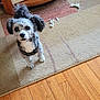 dog, small_dog, curly_ears, indoor, rug, wooden_floor, table, books, bowl, scattered_paper, pet, cute, alert, fur, animal, domestic, looking_up, home, floor, mischief