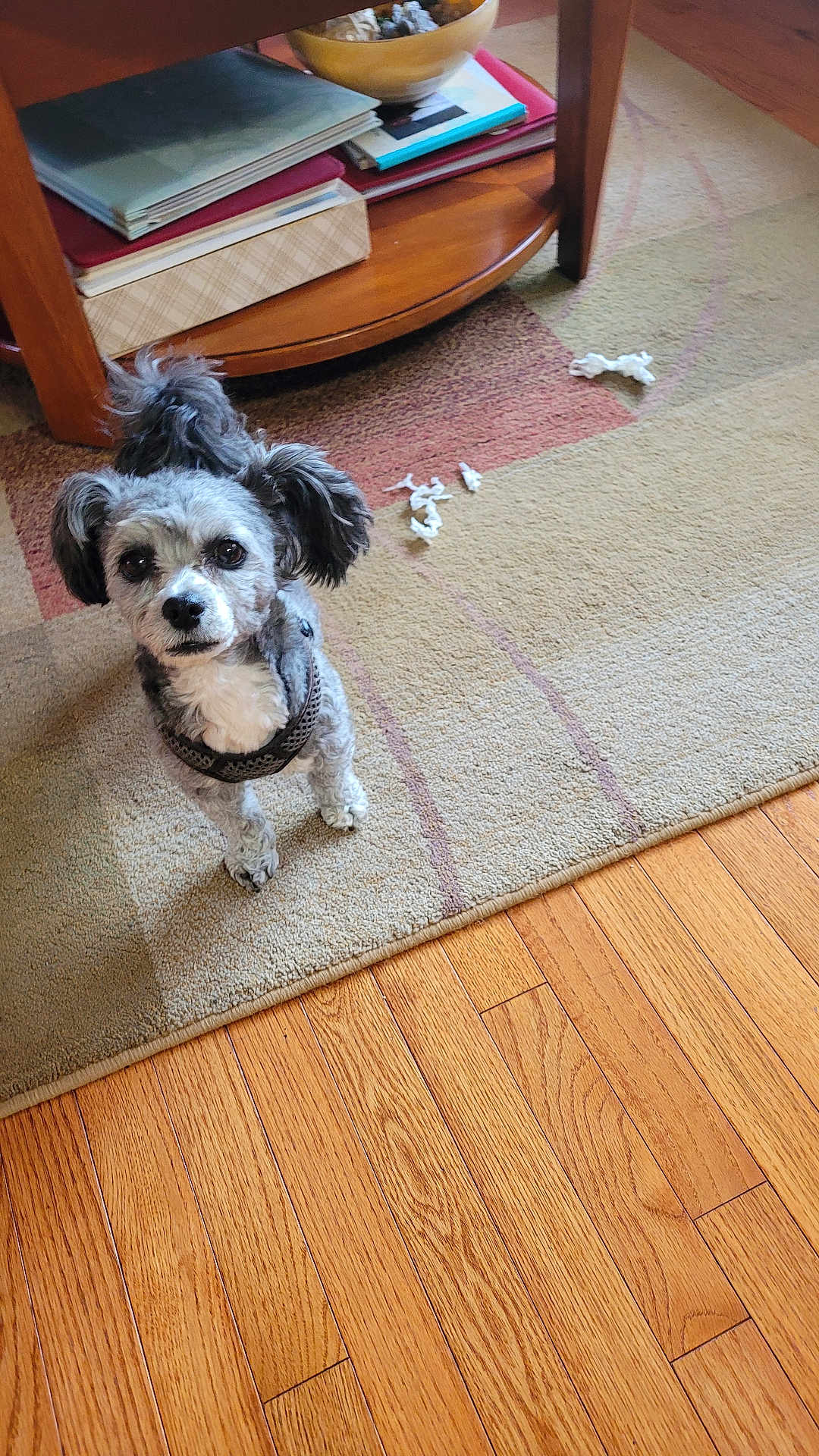 Maxwell is registered to the contest to win money with this photo: dog, small_dog, curly_ears, indoor, rug, wooden_floor, table, books, bowl, scattered_paper, pet, cute, alert, fur, animal, domestic, looking_up, home, floor, mischief