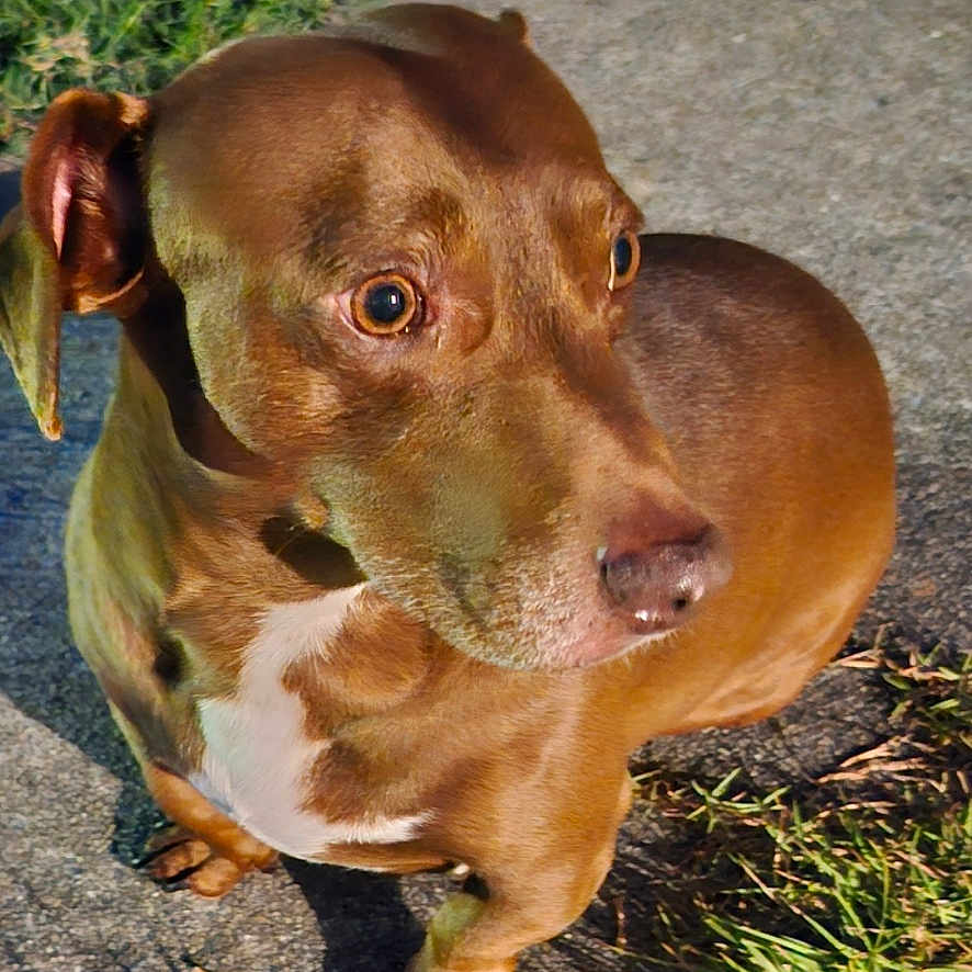 Walker joined the competition — help win amazing prizes! alloywheel, animal, canine, car, carwheel, dog, field, grass, hound, lawn, machine, outdoors, pet, plant, puppy, spoke, tire, transportation, vehicle, wheel