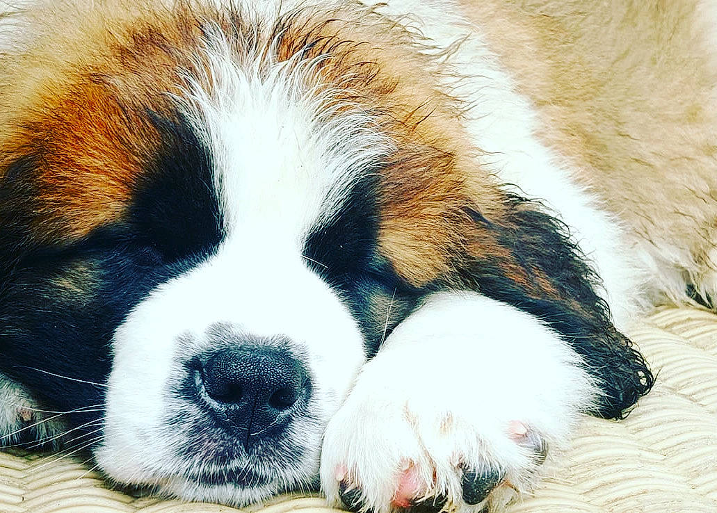 Sunny participe au concours pour gagner de l'argent avec cette photo : art, bored, canidae, carnivore, companion_dog, dog, dog_breed, fur, paw, puppy, snout, sporting_group, terrestrial_animal, whiskers, working_dog