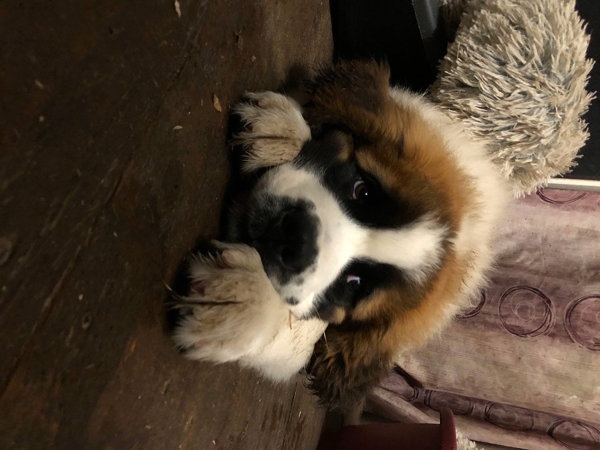 Sunny participe au concours pour gagner de l'argent avec cette photo : carnivore, claw, companion_dog, dog_breed, fawn, felidae, fur, panda, red_panda, small_to_medium_sized_cats, snout, tail, terrestrial_animal, tints_and_shades, whiskers, wildlife, wood, zoo