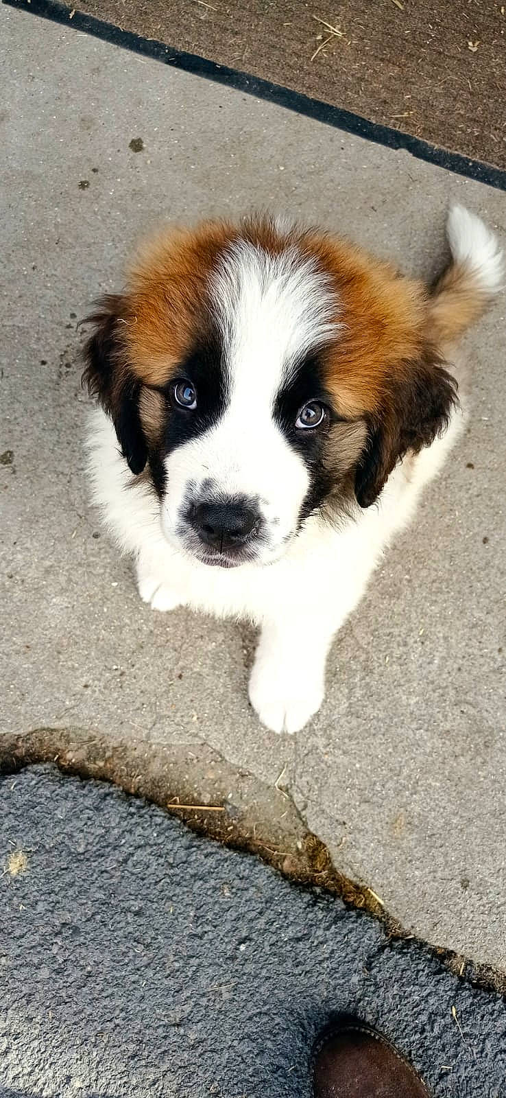 Sunny a rejoint le concours — aidez-le/la à gagner de superbes lots ! ancient_dog_breeds, canidae, carnivore, companion_dog, dog, dog_breed, fur, grass, moscow_watchdog, plant, puppy, sporting_group, terrestrial_animal, whiskers, working_animal, working_dog