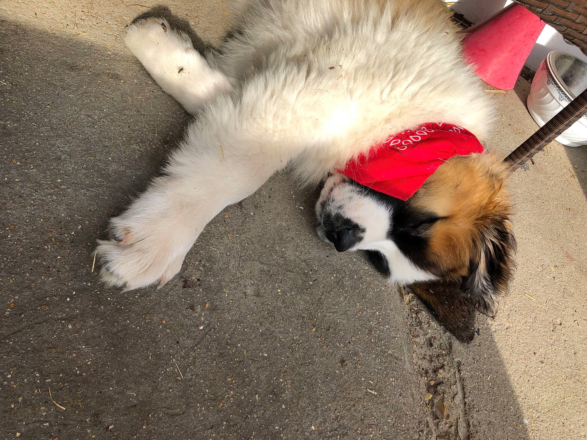 Sunny a rejoint le concours — aidez-le/la à gagner de superbes lots ! asphalt, canidae, carnivore, cat, claw, comfort, companion_dog, dog_breed, fawn, felidae, flooring, foot, fur, paw, road_surface, small_to_medium_sized_cats, snout, sporting_group, tail, whiskers