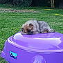 Lulu participe au concours pour gagner de l'argent avec cette photo : puppy, dog, sleeping, purple, plastic, outdoor, grass, backyard, pet, animal, furry, cute, resting, relaxed, nature, daylight, small, fluffy, domed_object, calm