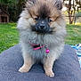 dog, puppy, pomeranian, fluffy, pink_collar, bell, outdoor, grass, doghouse, pet, cute, sitting, furry, animal, nature, garden, small_dog, adorable, canine, portrait