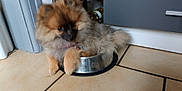 Lulu participe au concours pour gagner de l'argent avec cette photo : dog, puppy, pomeranian, pet, fluffy, fur, bowl, kitchen, tile_floor, floor, indoor, animal, small_dog, cute, domestic_animal, furniture, cabinet, bottle, curious, sitting