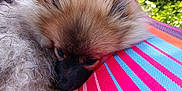 Lulu participe au concours pour gagner de l'argent avec cette photo : animal, close_up, colorful, cute, daylight, dog, fabric, fluffy, fur, greenery, lying_down, nature, outdoor, pet, portrait, puppy, relaxed, resting, soft, striped
