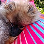 dog, puppy, fluffy, resting, close_up, outdoor, colorful, striped, fabric, fur, relaxed, nature, greenery, pet, animal, cute, soft, lying_down, daylight, portrait
