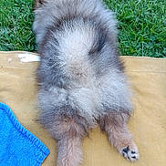 Lulu participe au concours pour gagner de l'argent avec cette photo : animal, back_view, blue_towel, canine, cute, dog, fluffy, fur, grass, legs, lying_down, mat, nature, outdoor, paws, pet, relaxing, resting, soft, yellow