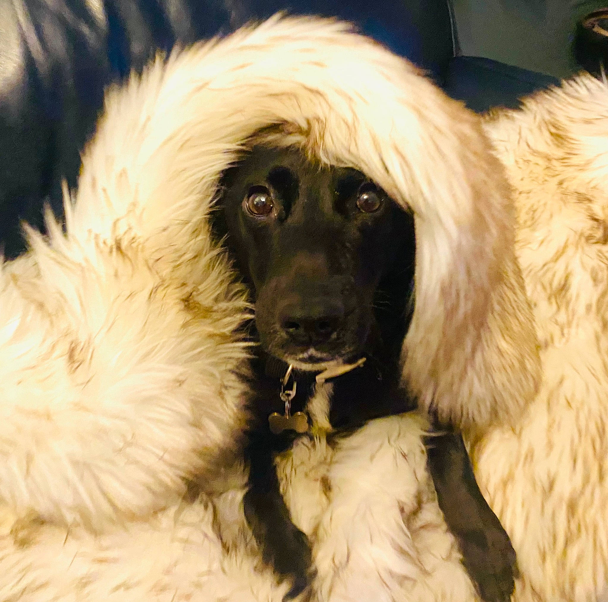 Sonic joined the competition — help win amazing prizes! ancient_dog_breeds, canidae, carnivore, companion_dog, dog, dog_breed, fur, gaddi_kutta, giant_dog_breed, gun_dog, iris, liver, small_greek_domestic_dog, snout, sporting_group, tibetan_mastiff, whiskers, working_animal, working_dog