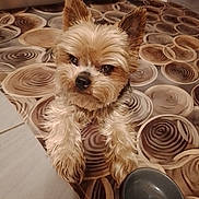 Lily a rejoint le concours — aidez-le/la à gagner de superbes lots ! animal, beige, bowl, brown, companion, curious, cute, dog, domestic, ears, floor_mat, fluffy, front_paws, fur, home, indoor, looking_up, patterned_floor, pet, small_dog