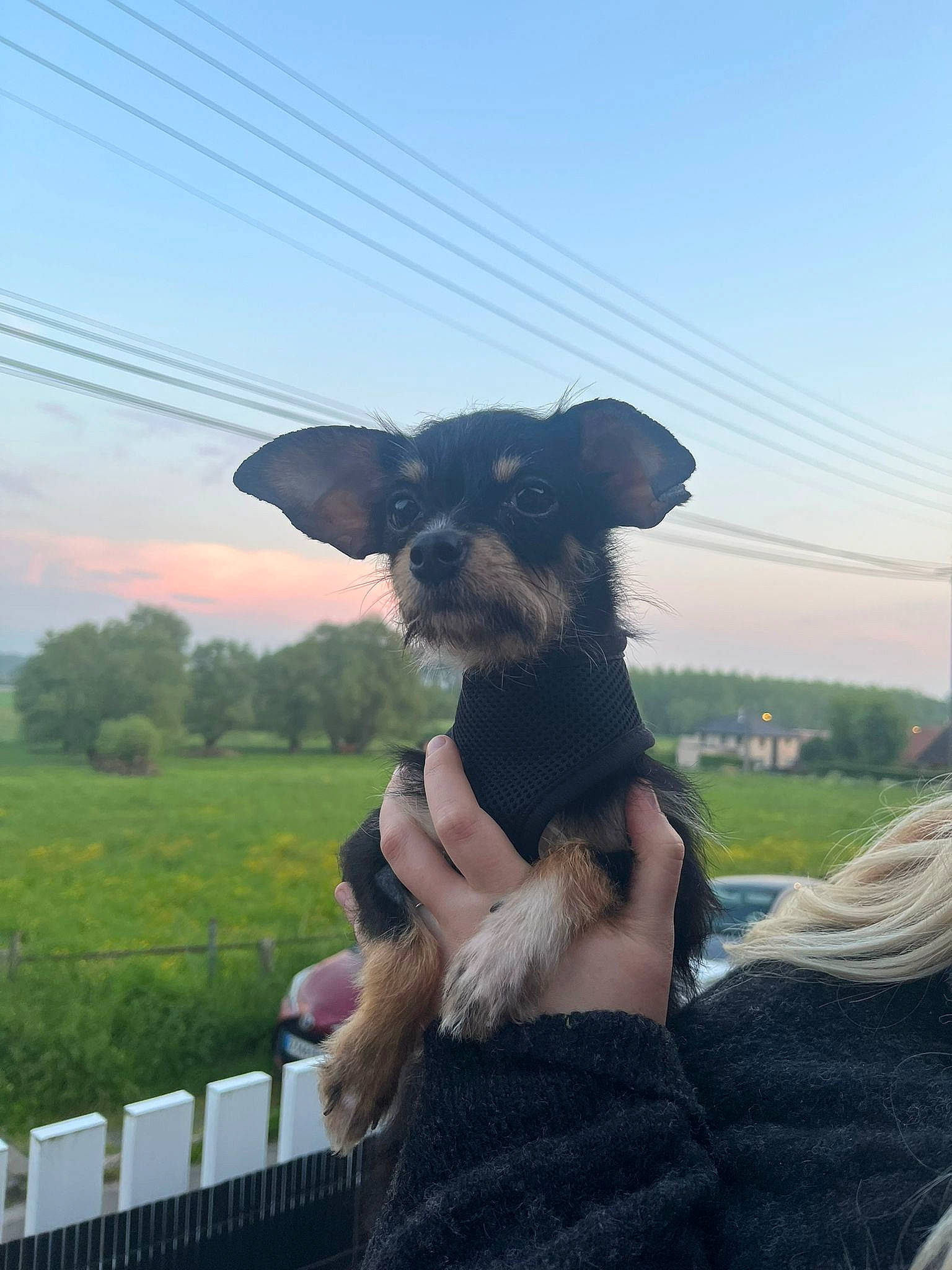 Peanut a rejoint le concours — aidez-le/la à gagner de superbes lots ! canidae, carnivore, cloud, collar, companion_dog, dog, dog_breed, dog_collar, fashion_accessory, fawn, gesture, grass, grassland, plant, sky, snout, sporting_group, tail, tree, working_animal