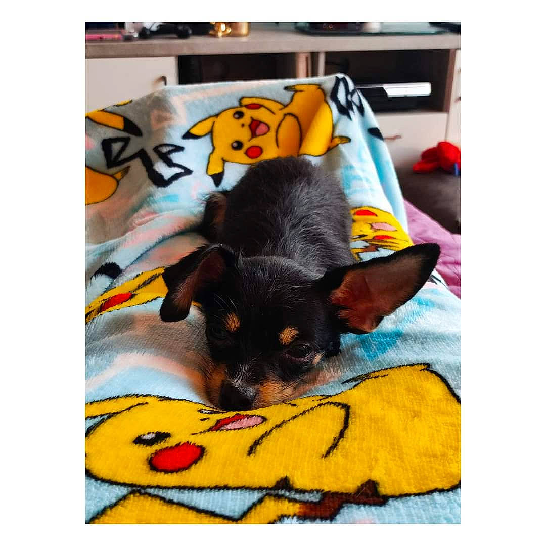 Peanut participe au concours pour gagner de l'argent avec cette photo : art, black_cat, canidae, carnivore, cat, cat_supply, comfort, companion_dog, dog_breed, dog_supply, felidae, font, linens, nap, orange, paw, rectangle, small_to_medium_sized_cats, tail, whiskers