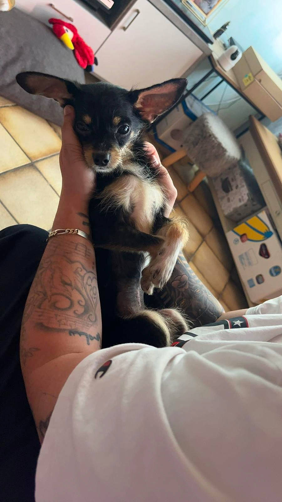 Peanut a rejoint le concours — aidez-le/la à gagner de superbes lots ! carnivore, comfort, companion_dog, dog, dog_breed, elbow, fawn, felidae, fur, human_leg, knee, lap, nail, sitting, small_to_medium_sized_cats, sporting_group, thigh, toy_dog, whiskers, wrist