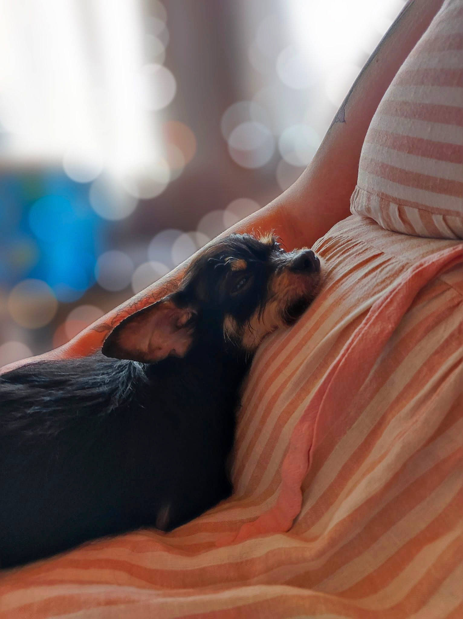 Peanut a rejoint le concours — aidez-le/la à gagner de superbes lots ! carnivore, comfort, companion_dog, dog, dog_breed, fawn, finger, gesture, grass, happy, human_body, human_leg, landscape, long_hair, neck, orange, people_in_nature, sunglasses, whiskers, wood