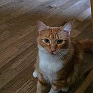 Margaret joined the competition — help win amazing prizes! cat, orange_cat, white_cat, pet, animal, indoor, wooden_floor, feline, whiskers, ears, eyes, fur, cute, domestic_cat, portrait, sitting, looking, closeup, house, floor
