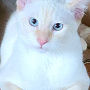Ski joined the competition — help win amazing prizes! cat, blue_eyes, cream_colored, cardboard_box, wooden_floor, pet, animal, domestic_cat, feline, indoor, cute, relaxed, whiskers, ears, paws, fur, looking_at_camera, close_up, household, companion
