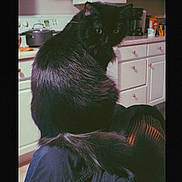 Beans is registered to the contest to win money with this photo: black_cat, cat, pet, feline, fur, animal, indoor, kitchen, appliance, microwave, coffee_maker, countertop, cabinet, drawer, tail, jacket, sitting, looking, domestic, cozy