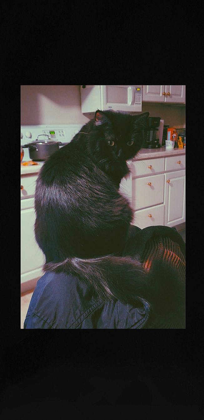 Beans is registered to the contest to win money with this photo: black_cat, cat, pet, feline, fur, animal, indoor, kitchen, appliance, microwave, coffee_maker, countertop, cabinet, drawer, tail, jacket, sitting, looking, domestic, cozy