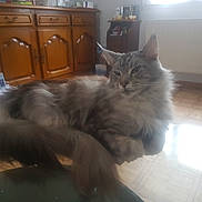 Jenna a rejoint le concours — aidez-le/la à gagner de superbes lots ! asian_semi_longhair, british_semi_longhair, carnivoran, cat, cat_like_mammal, dog_breed_group, domestic_long_haired_cat, domestic_short_haired_cat, kitten, maine_coon, mammal, nebelung, norwegian_forest_cat, persian, ragamuffin, ragdoll, siberian, small_to_medium_sized_cats, vertebrate, whiskers