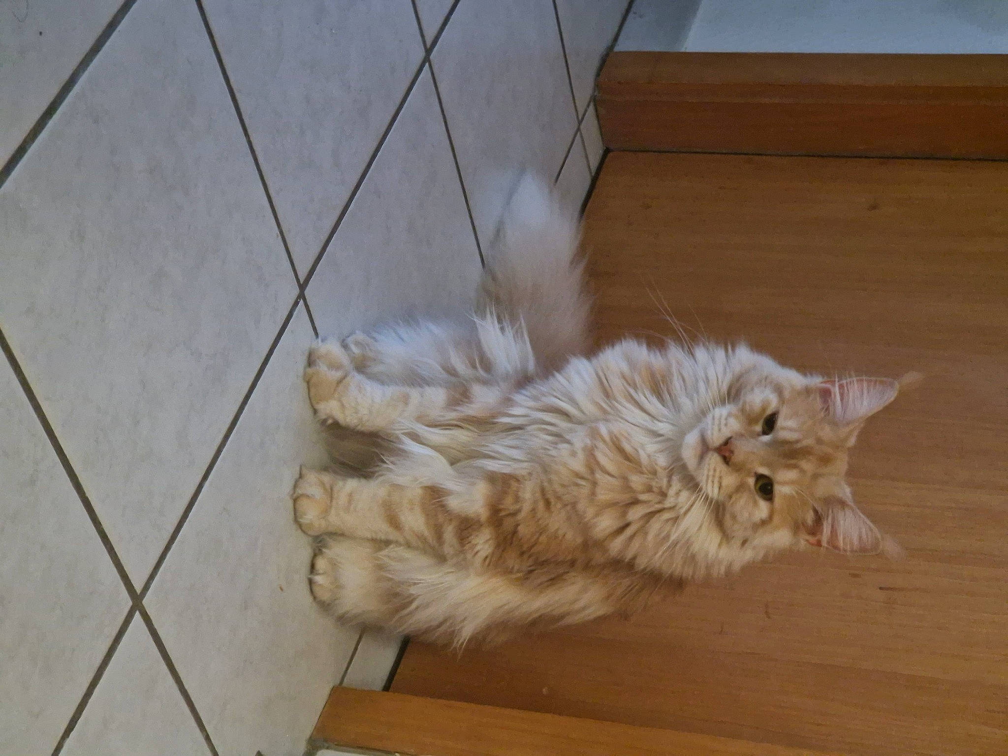 Soprano participe au concours pour gagner de l'argent avec cette photo : canidae, carnivore, cat, claw, companion_dog, dog_breed, domestic_short_haired_cat, fawn, felidae, floor, flooring, fur, hardwood, paw, small_to_medium_sized_cats, snout, tail, tile_flooring, whiskers, wood