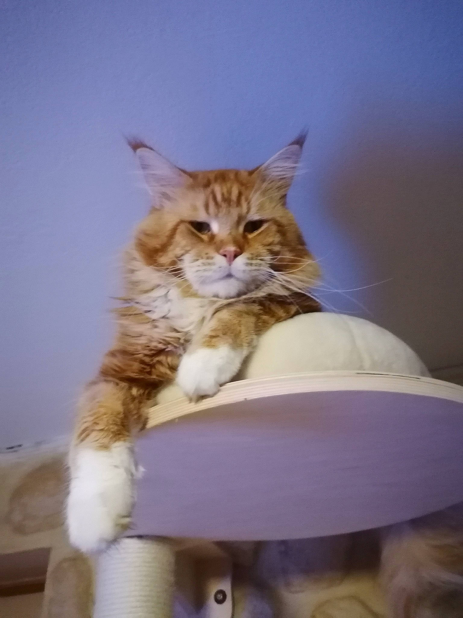 Nymphéa participe au concours pour gagner de l'argent avec cette photo : carnivore, cat, cat_supply, claw, comfort, domestic_short_haired_cat, fawn, felidae, fur, lap, paw, sitting, small_to_medium_sized_cats, tail, whiskers