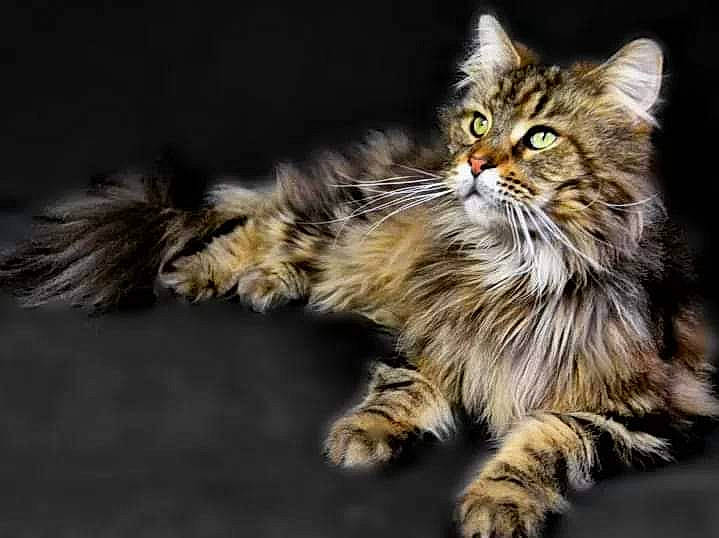 Pepsi a rejoint le concours — aidez-le/la à gagner de superbes lots ! carnivore, cat, claw, domestic_short_haired_cat, felidae, fur, maine_coon, paw, small_to_medium_sized_cats, snout, tail, terrestrial_animal, whiskers, wildlife