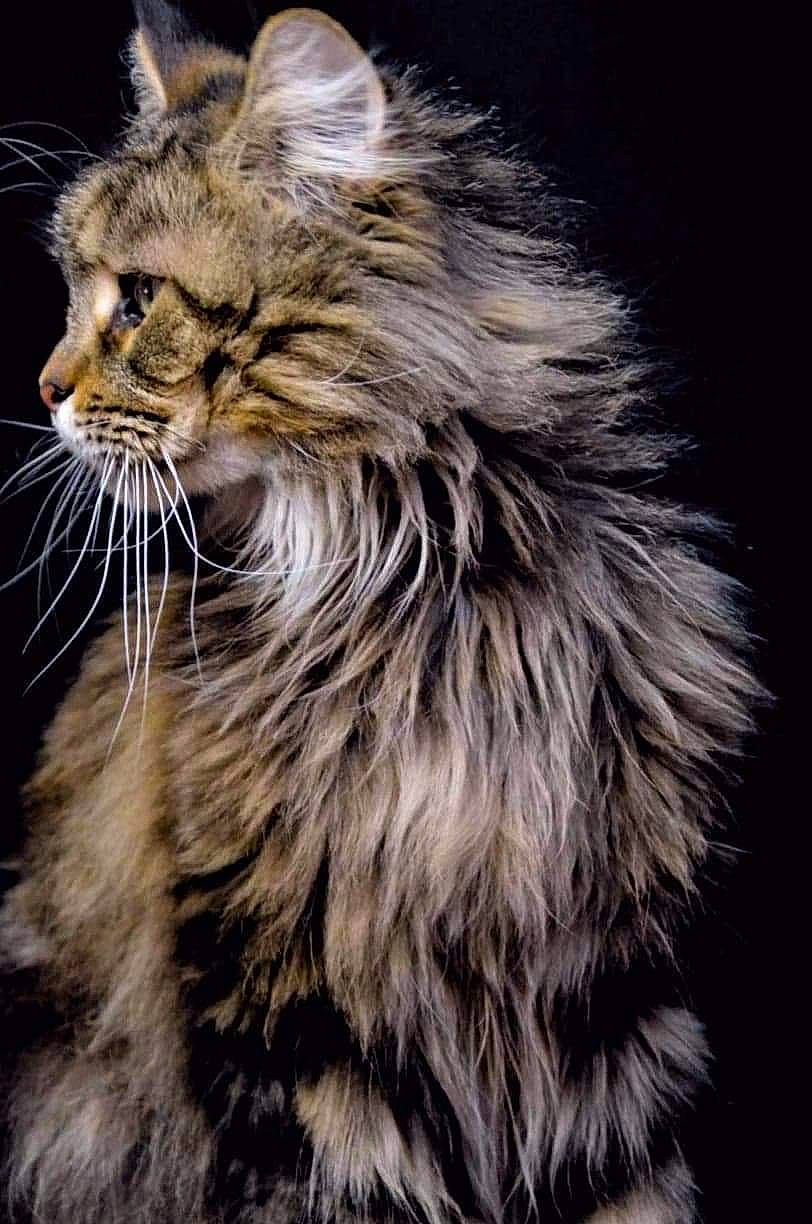 Pepsi participe au concours pour gagner de l'argent avec cette photo : carnivore, cat, claw, darkness, event, felidae, fur, laperm, maine_coon, small_to_medium_sized_cats, snout, terrestrial_animal, whiskers, wildlife