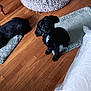 dog, black_dog, pet, animal, wooden_floor, rug, dog_bed, indoor, resting, curious, sleeping, fur, companion, cute, domestic_animal, flooring, home, relaxing, mammal, two_dogs