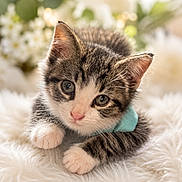 Oakley joined the competition — help win amazing prizes! kitten, cat, tabby, fur, whiskers, paws, collar, blue_collar, fluffy, soft, cute, pet, animal, indoor, closeup, portrait, sleepy, relaxed, white_background, flowers