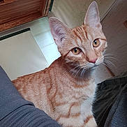 Atlas participe au concours pour gagner de l'argent avec cette photo : cat, orange_tabby, indoor, pet, animal, fur, whiskers, ears, eyes, curious, feline, cozy, wooden_cabinet, fabric, closeup, domestic, cute, looking, sitting, young_cat