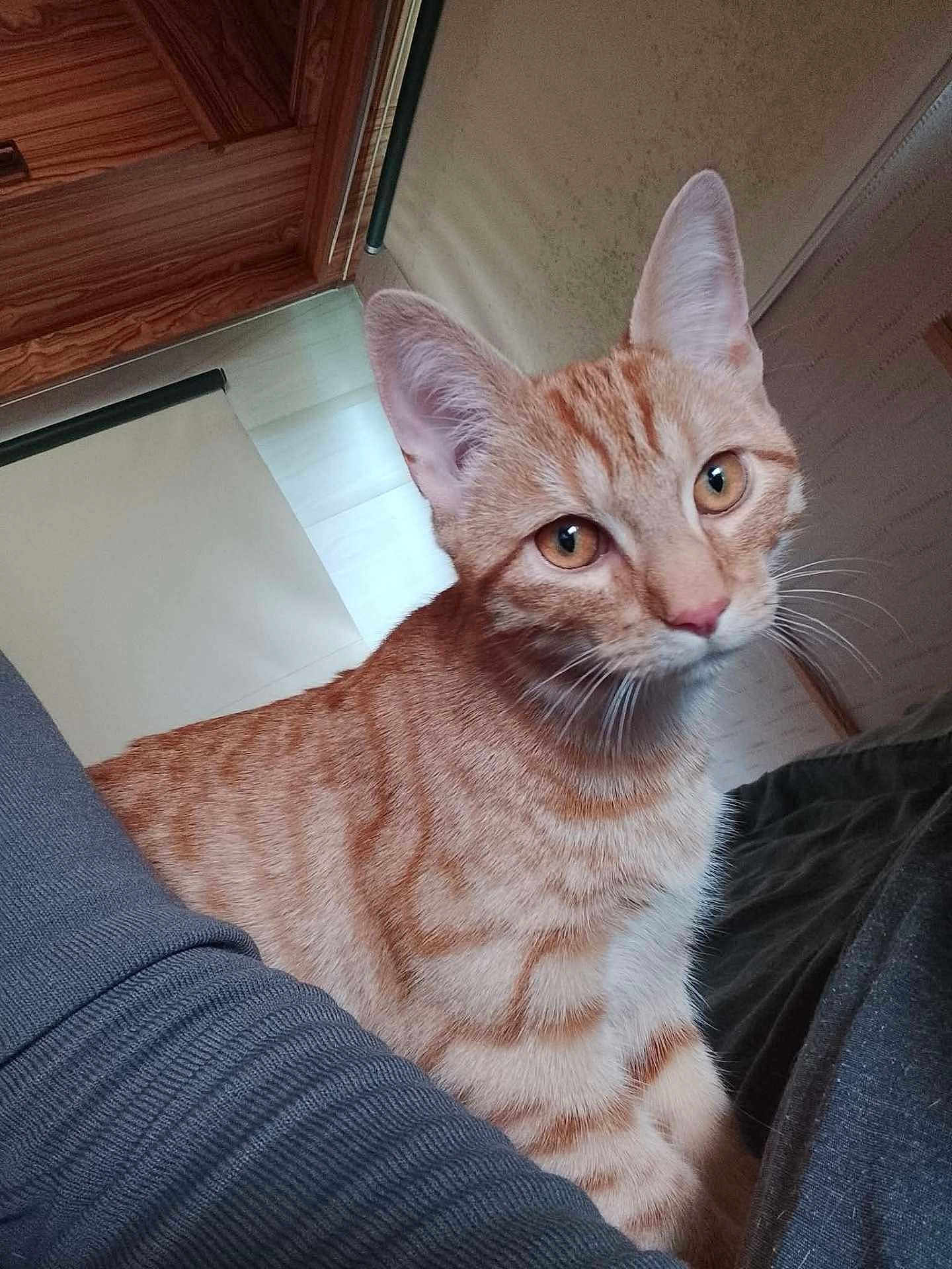Atlas participe au concours pour gagner de l'argent avec cette photo : cat, orange_tabby, indoor, pet, animal, fur, whiskers, ears, eyes, curious, feline, cozy, wooden_cabinet, fabric, closeup, domestic, cute, looking, sitting, young_cat