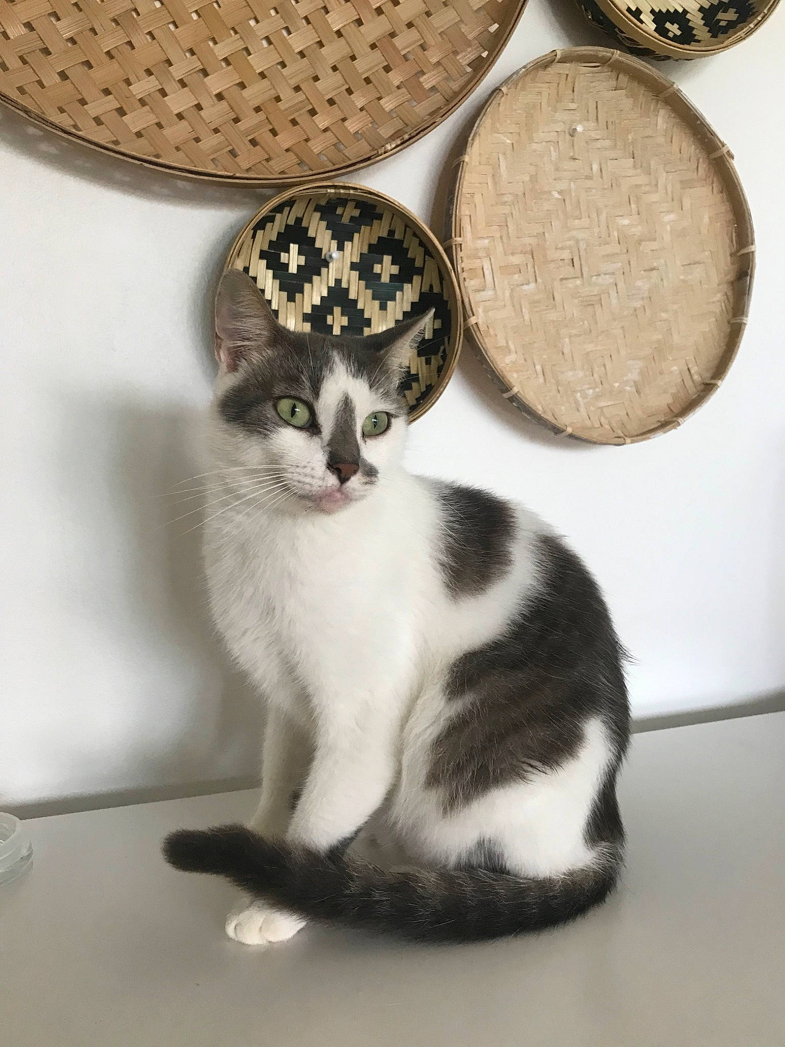 Floky a rejoint le concours — aidez-le/la à gagner de superbes lots ! carnivore, cat, domestic_short_haired_cat, fashion_accessory, felidae, font, fur, hat, jewellery, metal, monochrome_photography, moustache, pattern, paw, serveware, small_to_medium_sized_cats, snout, tail, whiskers