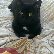 Elemir a rejoint le concours — aidez-le/la à gagner de superbes lots ! cat, black_cat, yellow_eyes, bedspread, patterned_bedspread, indoor, pet, animal, feline, resting, lying_down, cute, cozy, close_up, fur, whiskers, ears, tail, domestic_cat, portrait