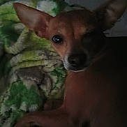 Belle is registered to the contest to win money with this photo: animal, ball, blanket, bodypart, canine, chihuahua, cockerspaniel, deer, dog, finger, hand, hound, papillon, person, pet, puppy, sport, tennis, tin, towel