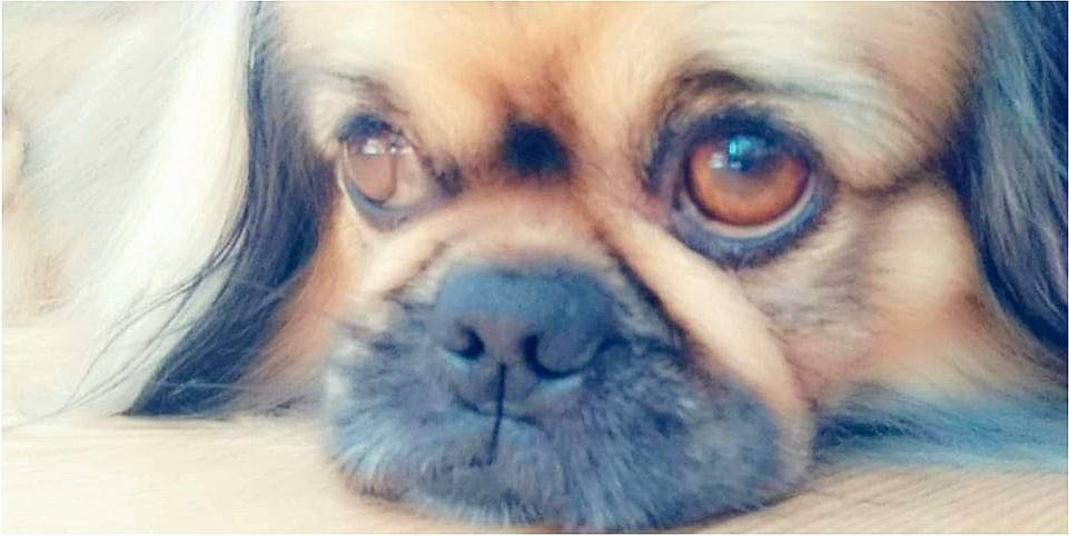 Jason a rejoint le concours — aidez-le/la à gagner de superbes lots ! cameras_optics, canidae, carnivore, companion_dog, dog, dog_breed, ear, electric_blue, fawn, fur, iris, liver, non_sporting_group, snout, sporting_group, terrestrial_animal, toy_dog, whiskers, working_animal, wrinkle